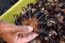 Loại đặc sản "gớm ghiếc" nhưng bán với giá ngất ngưởng