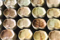 Lấy lá cây về ép thành bát đĩa, bán sang châu Âu cả chục nghìn chiếc