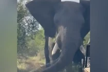 Video: Kinh hãi khoảnh khắc voi động dục lao tới húc nghiêng xe jeep