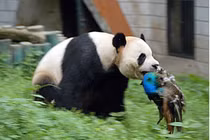 Video: Cảnh tượng hiếm gặp khi gấu trúc thản nhiên ăn thịt sống