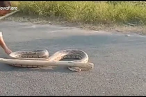 Video: Bắt trăn khổng lồ hung dữ đang bò vào khu đân cư