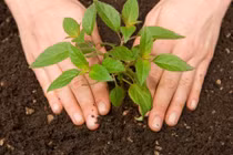 Mẹo trồng cây siêu hiệu quả với trứng và chuối chín