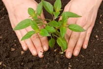 Mẹo trồng cây siêu hiệu quả với trứng và chuối chín