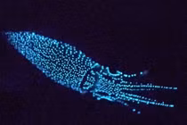 Video: Tới vịnh sâu nhất Nhật Bản thưởng thức "hương vị của ánh sáng"