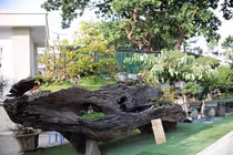 Ngắm tuyệt phẩm bonsai mai vàng gắn với nguyệt quế giá tiền tỷ