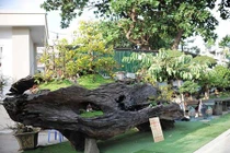 Ngắm tuyệt phẩm bonsai mai vàng gắn với nguyệt quế giá tiền tỷ