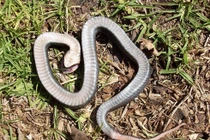 Tuyệt chiêu giả chết của loài rắn có họ hàng với hổ mang cực độc