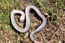 Tuyệt chiêu giả chết của loài rắn có họ hàng với hổ mang cực độc