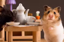 Video: Lý do khiến động vật tự ăn thịt con