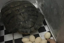 Hy hữu rùa đẻ trong nhà dân sau 2 tuần nuôi trên sân thượng