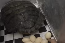 Hy hữu rùa đẻ trong nhà dân sau 2 tuần nuôi trên sân thượng