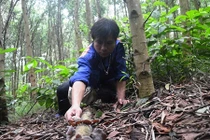 Sau mưa, dân miền núi kéo nhau lên rừng hái nấm tai mèo