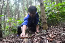 Sau mưa, dân miền núi kéo nhau lên rừng hái nấm tai mèo