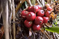 Cả làng hẻo lánh khá lên nhờ trồng cây ra quả đỏ dưới gốc