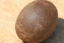 Trung Quốc: Phát hiện "ngưu hoàng" quý hiếm sau 10 năm nuôi bò