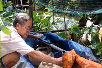 Lợn ăn sâm, trâu uống rượu... hàng lạ bán cho nhà giàu