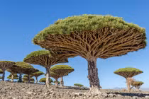 Những loài cây “độc lạ” mà bạn không thể tin chúng tồn tại trên Trái đất