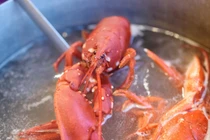 Tại sao Vương quốc Anh muốn cấm luộc tôm hùm sống?