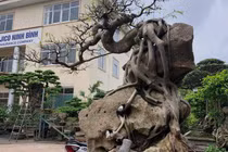 Ngắm cây sanh dáng thế lạ ký trên phiến đá khủng