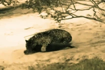 Video: Rái cá đang phơi nắng thì giật mình vì "bóng đen" lao ra tấn công