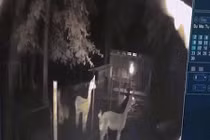 Video: Thấy con bị báo bắt, lạc đà mẹ hành động dũng cảm