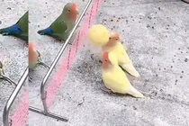 Video: Bầy chim vẹt chơi bóng chuyền điêu luyện