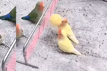 Video: Bầy chim vẹt chơi bóng chuyền điêu luyện