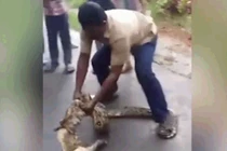 Video: Người đàn ông dùng tay bóp cổ "trăn khủng" 