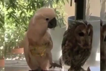 Video: Chú vẹt thích chọc ghẹo cú mèo