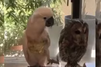 Video: Chú vẹt thích chọc ghẹo cú mèo