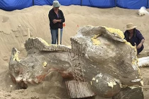 Bất ngờ tìm thấy đầu tượng nhân sư khổng lồ ở Mỹ