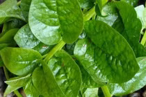 Rau mồng tơi lành tính nhưng ăn theo 7 cách sau là cực độc