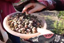 Quả dại tím đầy đồi, bất ngờ đắt giá vì quý ông săn lùng