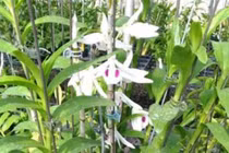 Dính cú lừa phi điệp đột biến 2,6 tỷ đồng tuổi xế chiều