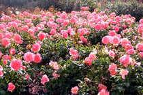 “Cuồng quay” vẻ đẹp của loài hoa thơm nhất thế giới