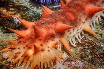 Băng đảng mafia Nhật săn lùng "kim cương đen" dưới biển