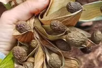 Loại hạt 4 năm mới có một lần, giá bán lên đến gần nửa triệu đồng/kg