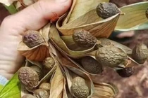 Loại hạt 4 năm mới có một lần, giá bán lên đến gần nửa triệu đồng/kg