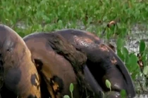 Video: Kinh hãi cảnh trăn Anaconda giết chết chuột khổng lồ