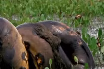 Video: Kinh hãi cảnh trăn Anaconda giết chết chuột khổng lồ