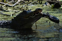 Thấy rắn "khủng" đến gần con, cá sấu mẹ tung đòn hủy diệt