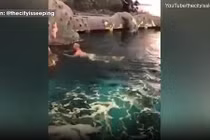 Video: Khỏa thân nhảy vào bể cá mập, người đàn ông bị cảnh sát truy lùng