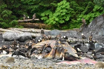 "Thủy quái" khổng lồ gớm ghiếc mắt to như đĩa dạt vào Mỹ?