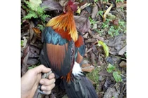 Ly kỳ chuyện trèo núi, vào thung sâu săn loài gà rừng má đỏ