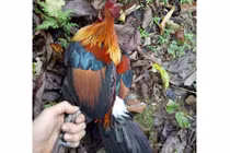 Ly kỳ chuyện trèo núi, vào thung sâu săn loài gà rừng má đỏ