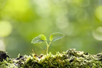 Cậu bé chăn trâu có tấm lòng lương thiện cảm thấu trời xanh