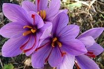 Nhụy hoa nghệ tây có gì đặc biệt mà đắt hơn vàng?