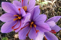 Nhụy hoa nghệ tây có gì đặc biệt mà đắt hơn vàng?