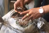 100 tấn nguyên liệu làm thuốc đông y nhập khẩu không khai báo