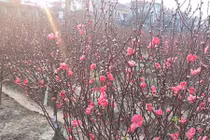 Người trồng đào Nhật Tân chỉ cách chọn đào chơi Tết ưng ý